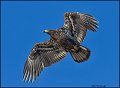 _1SB8615 immature bald eagle